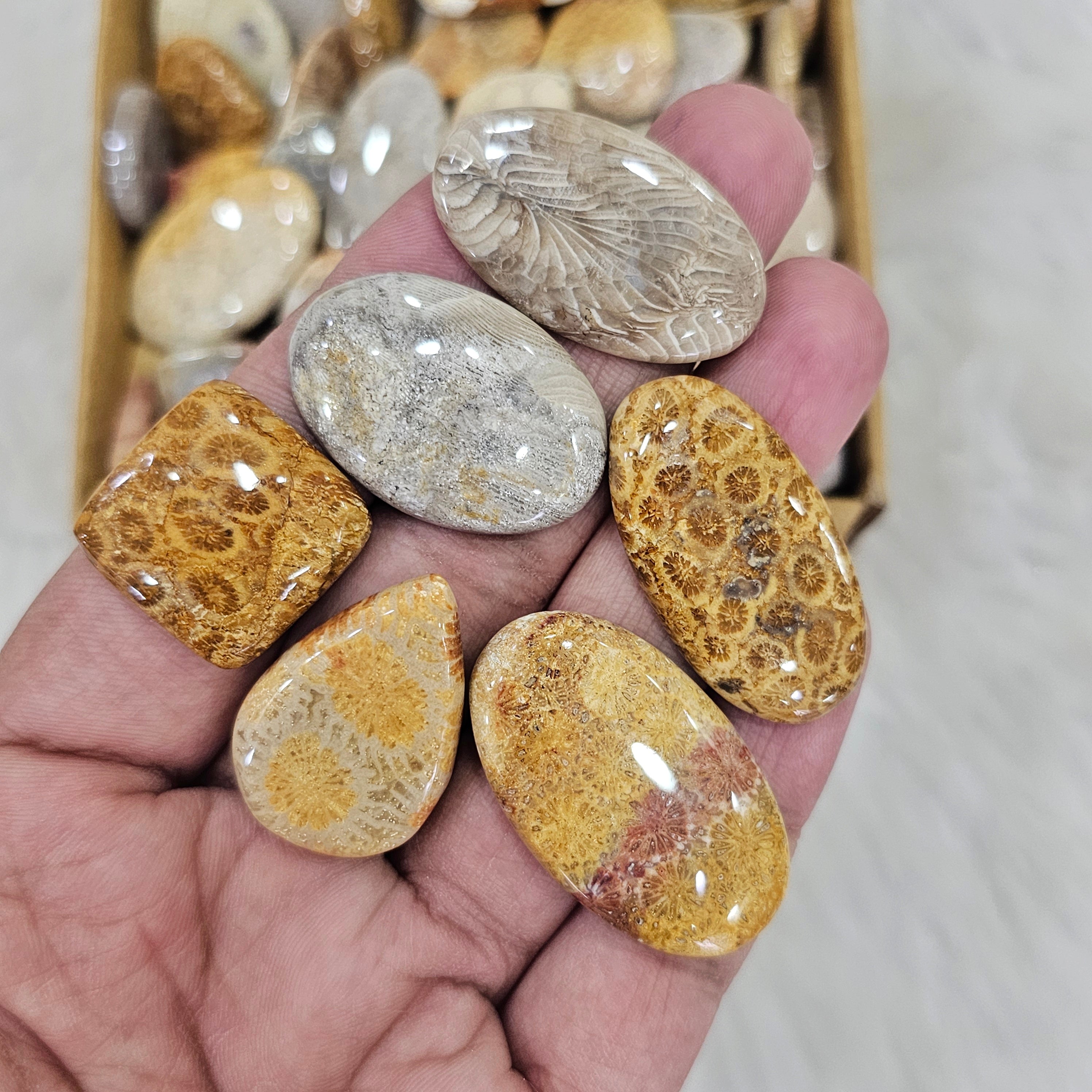 1KG Natural FosilJasper | 1"-3" Inches  | 90-110 Pcs approx - The LabradoriteKing