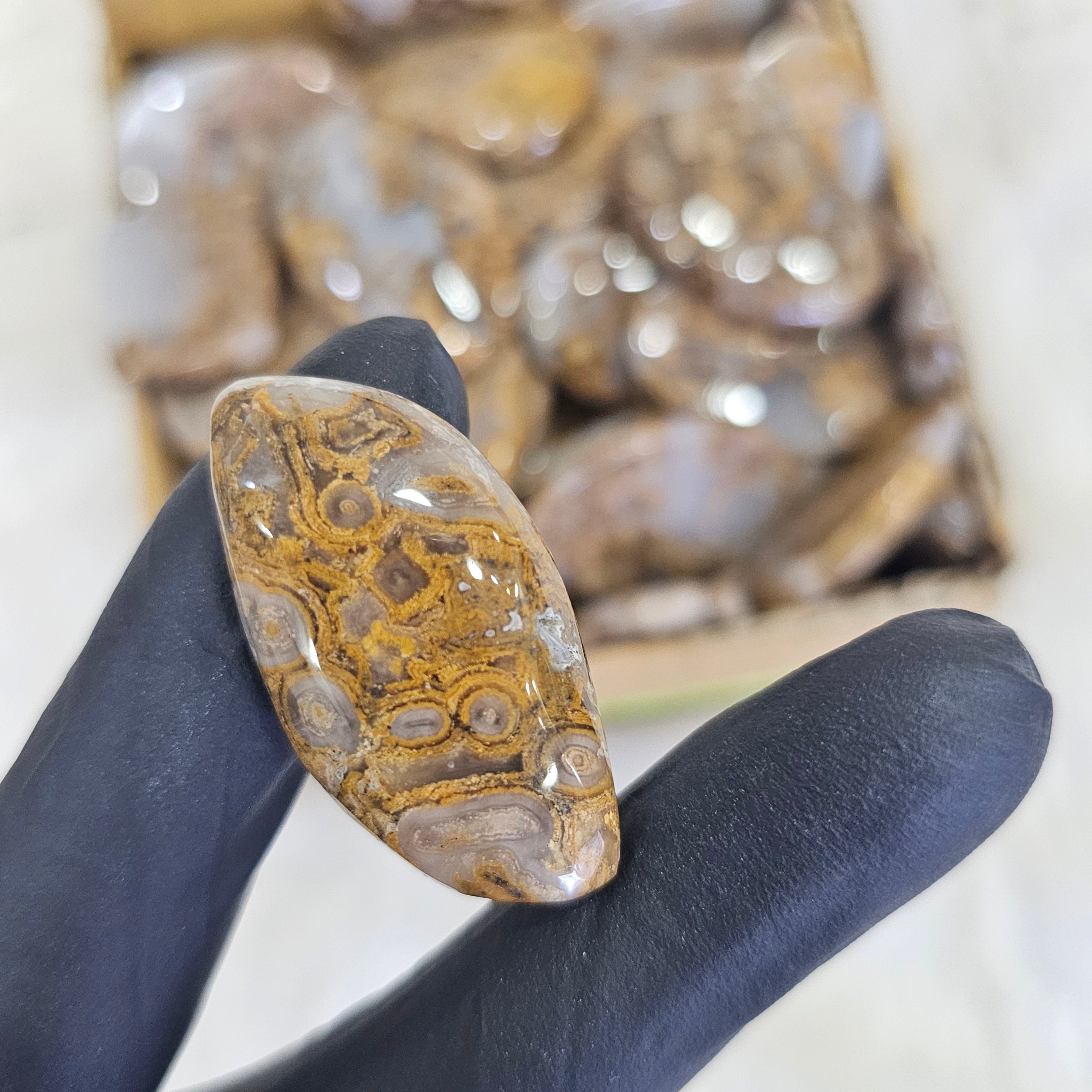 1KG Plume Hunerian moss Agate Cabochons | 90-110Pcs | 1'' to 2''Inches - The LabradoriteKing