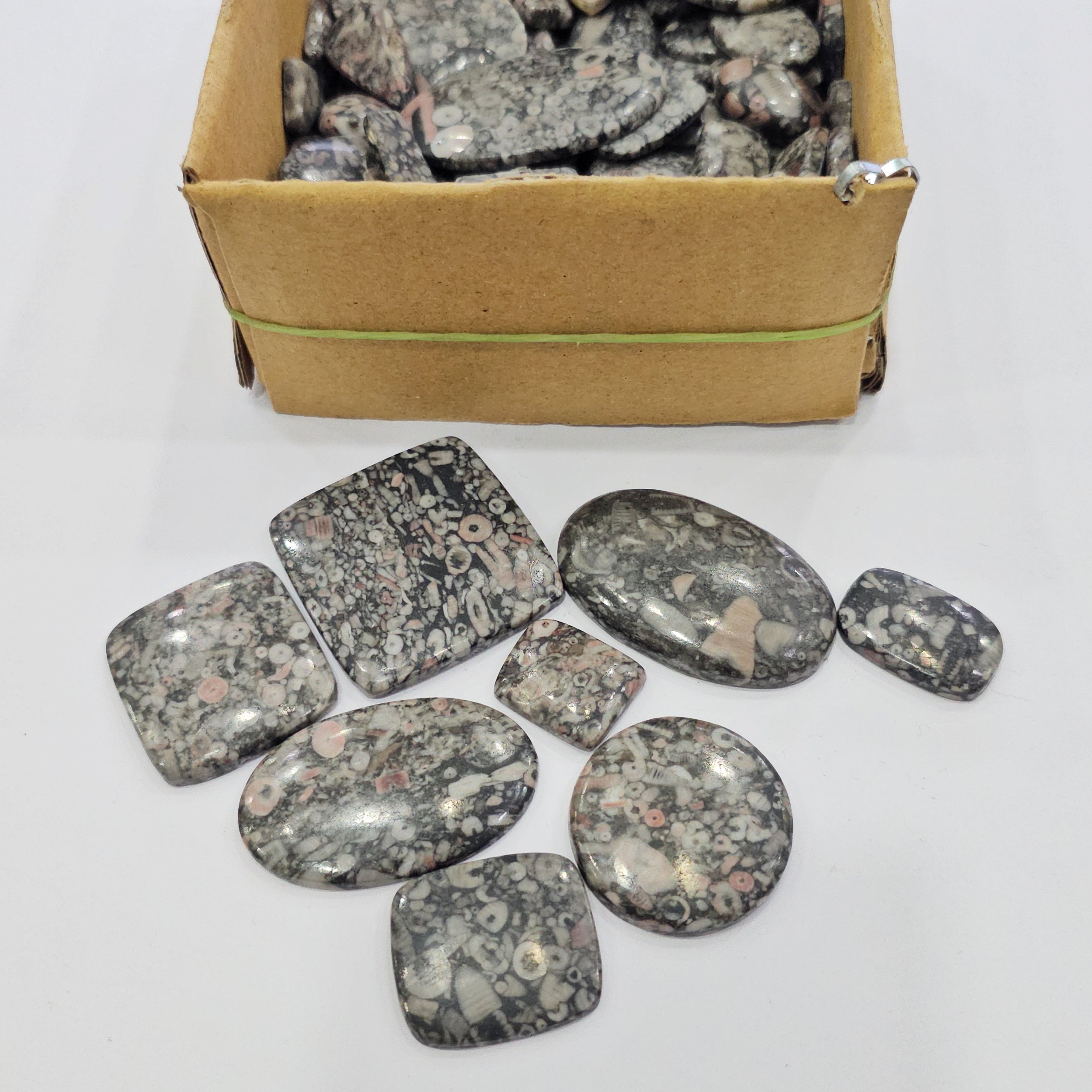 500 Gram Natural CrinoidFosil Cabochons | 60-80Pcs | 18mm to 50mm - The LabradoriteKing