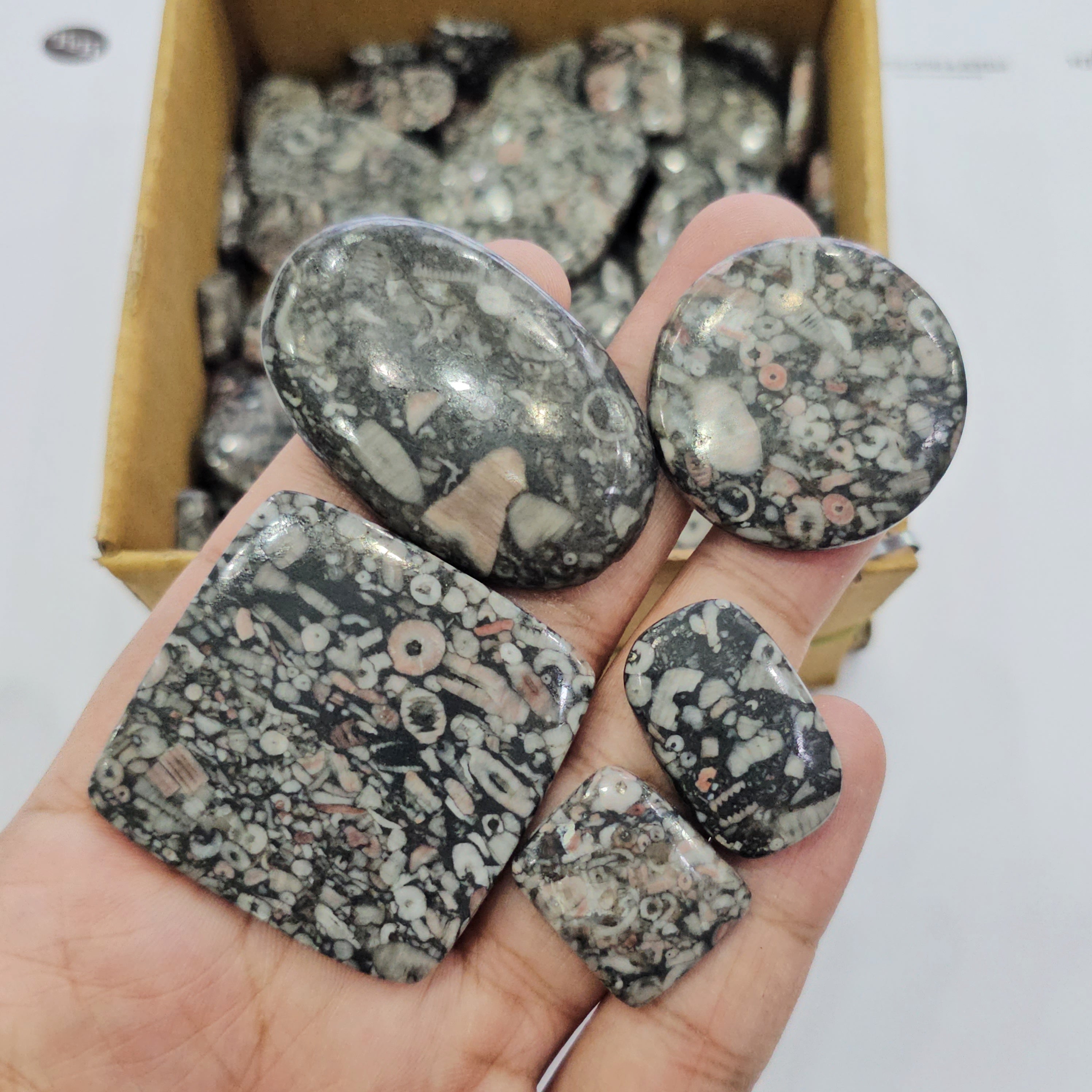 500 Gram Natural CrinoidFosil Cabochons | 60-80Pcs | 18mm to 50mm - The LabradoriteKing