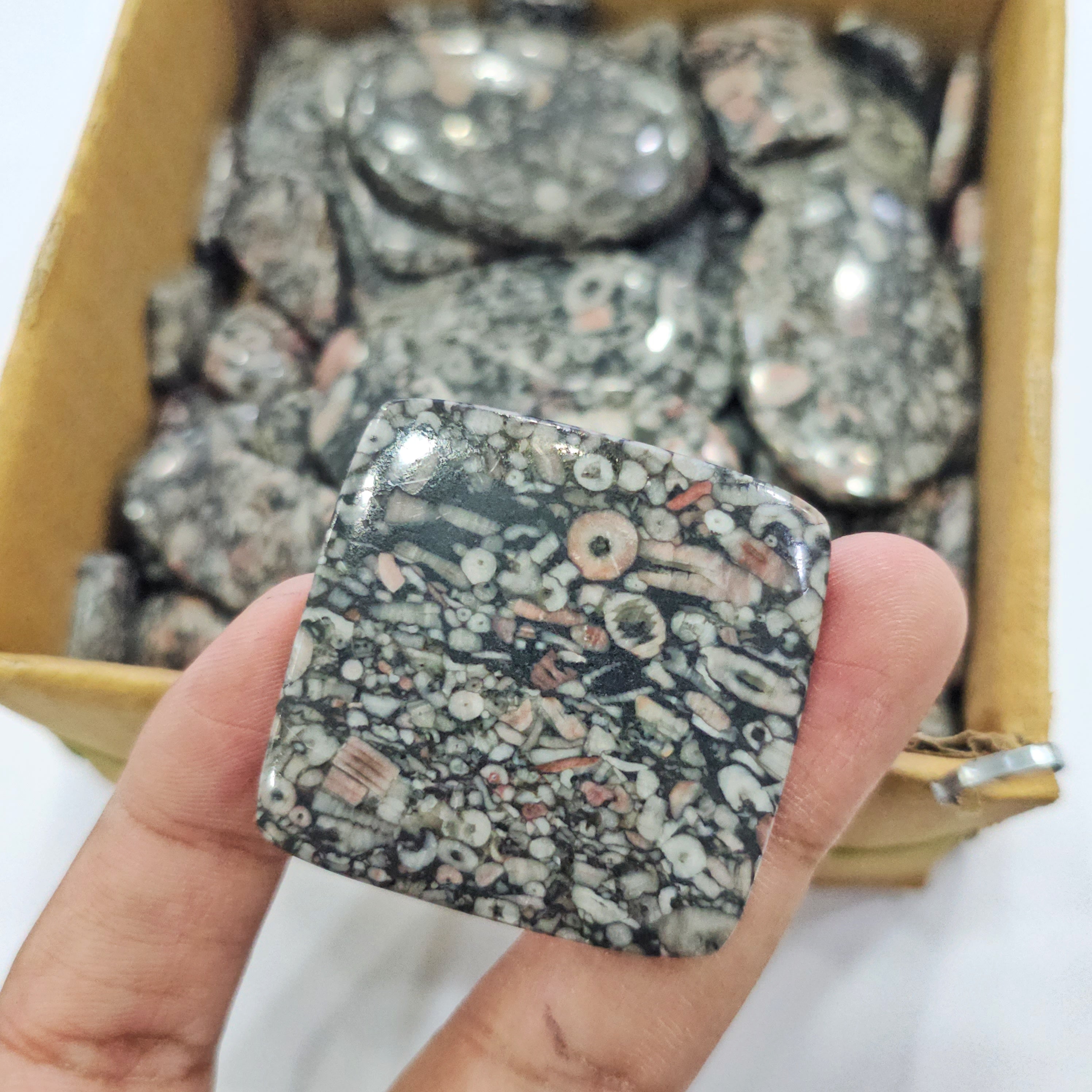 500 Gram Natural CrinoidFosil Cabochons | 60-80Pcs | 18mm to 50mm - The LabradoriteKing