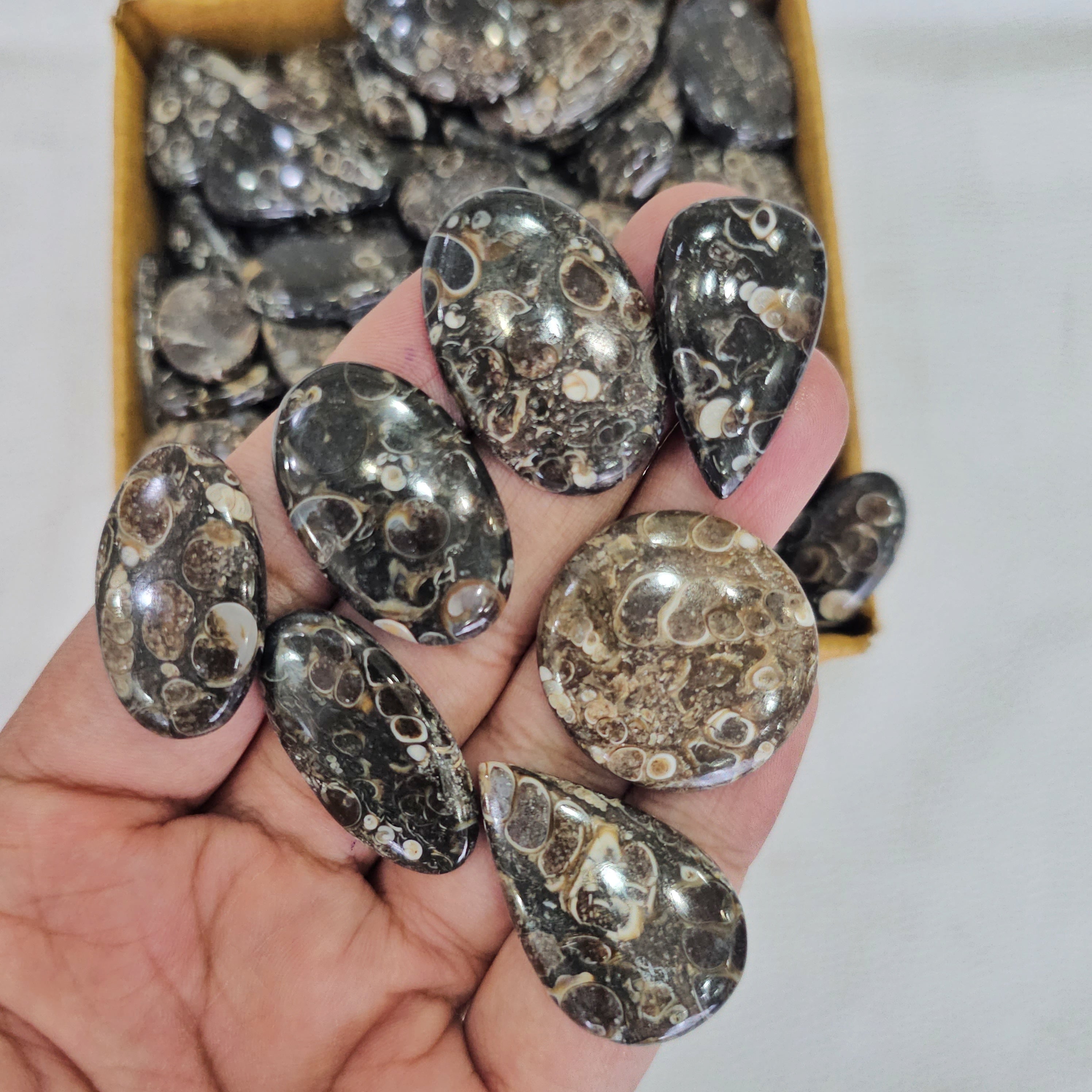500 Grams of Turrietella Agate | 15–40mm | 90–100 Pcs - The LabradoriteKing