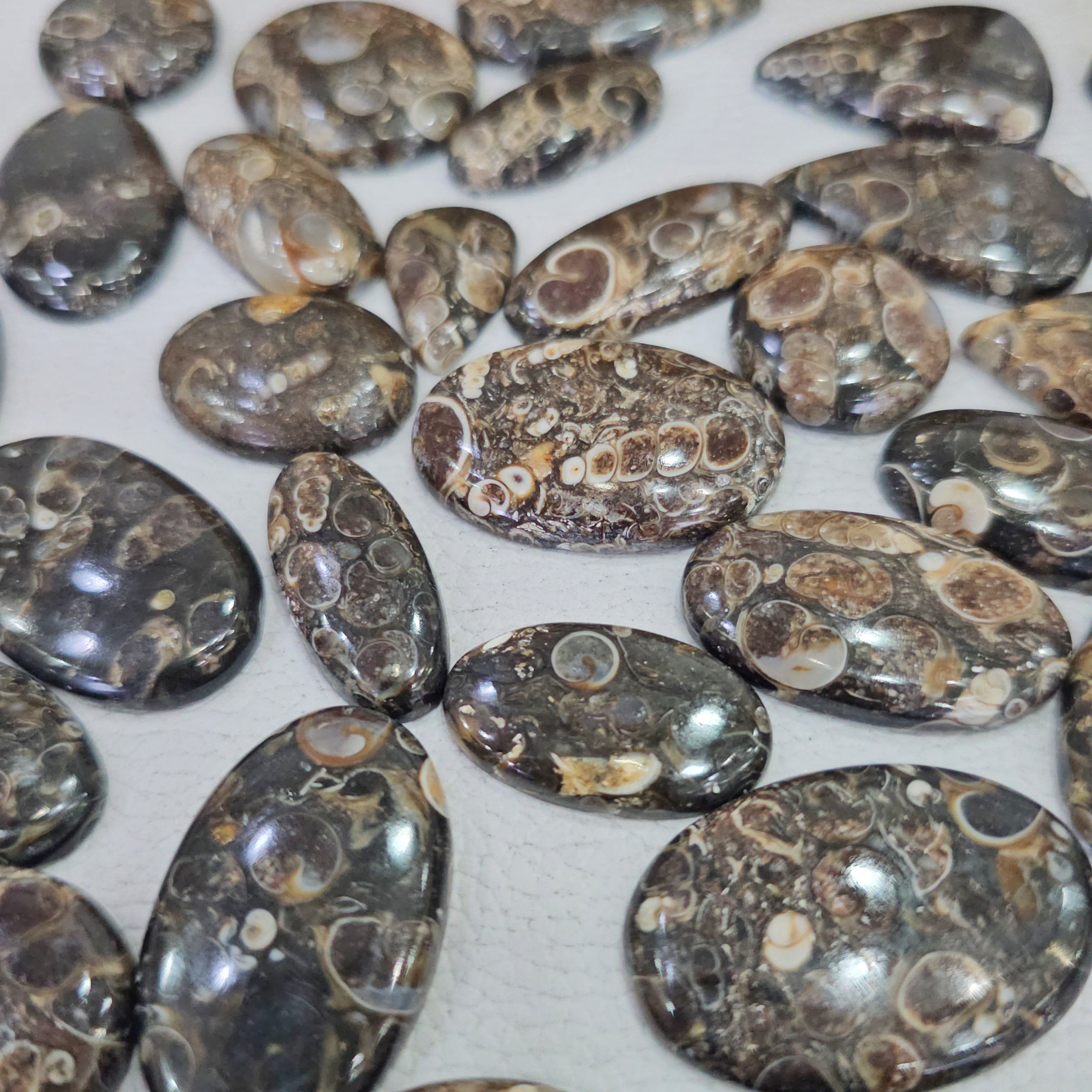 500 Grams of Turrietella Agate | 15–40mm | 90–100 Pcs - The LabradoriteKing