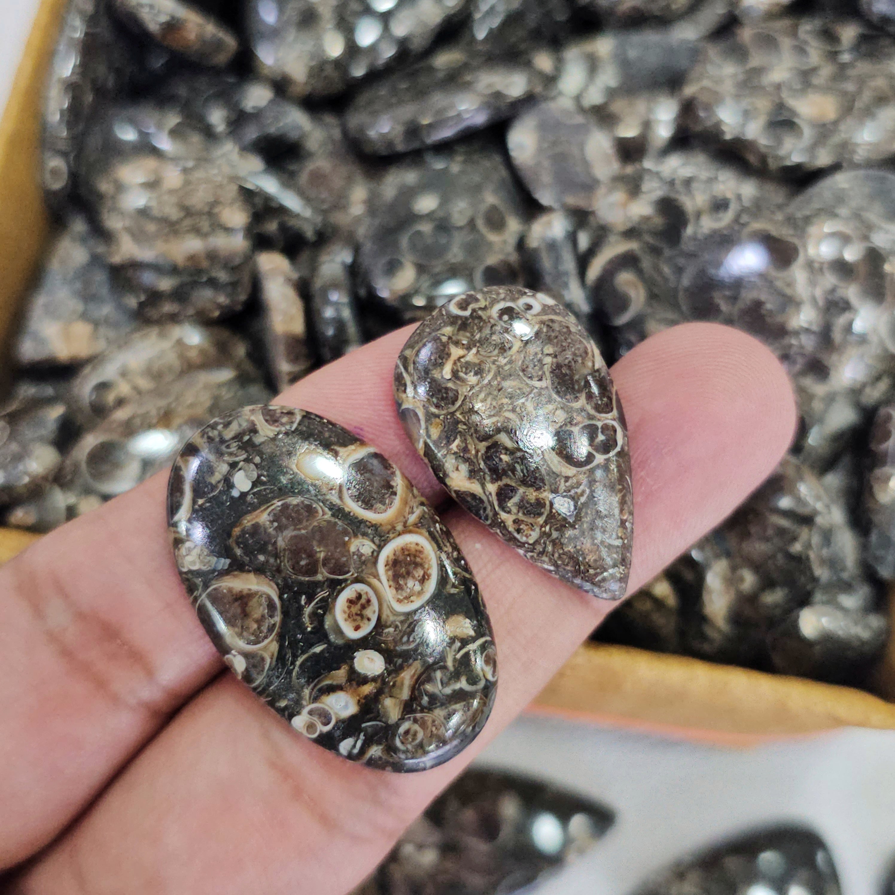 500 Grams of Turrietella Agate | 15–40mm | 90–100 Pcs - The LabradoriteKing