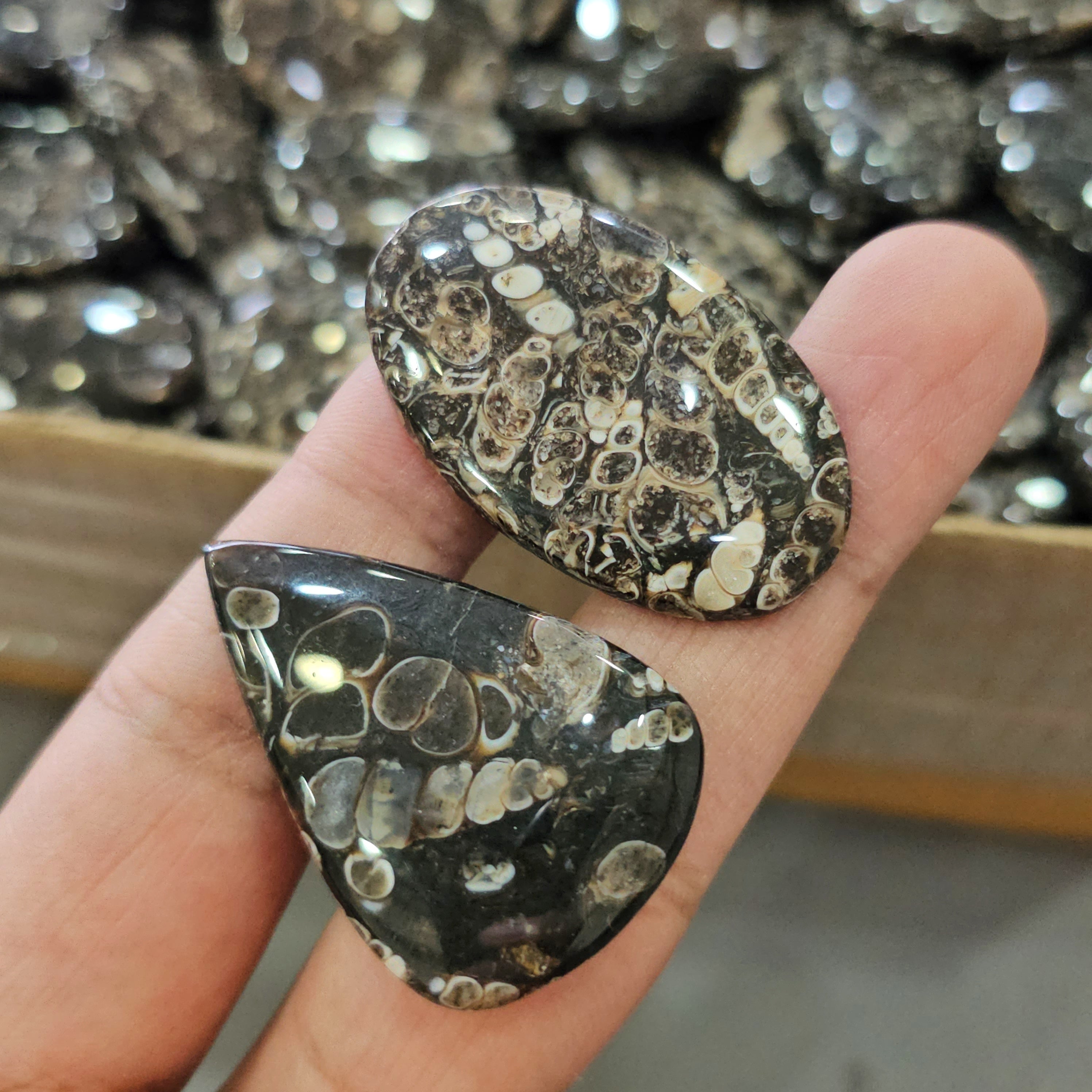 500Gram of Turritella Jasper Cabochons | 60-70 Pcs |23-45mm - The LabradoriteKing