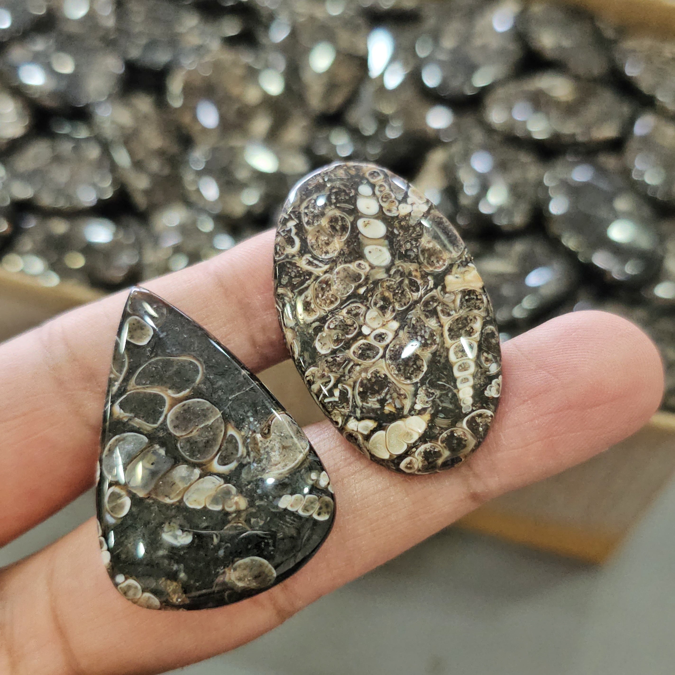 500Gram of Turritella Jasper Cabochons | 60-70 Pcs |23-45mm - The LabradoriteKing
