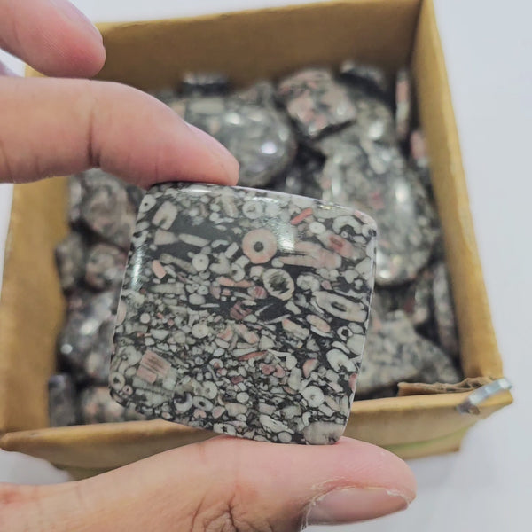 500 Gram Natural CrinoidFosil Cabochons | 60-80Pcs | 18mm to 50mm