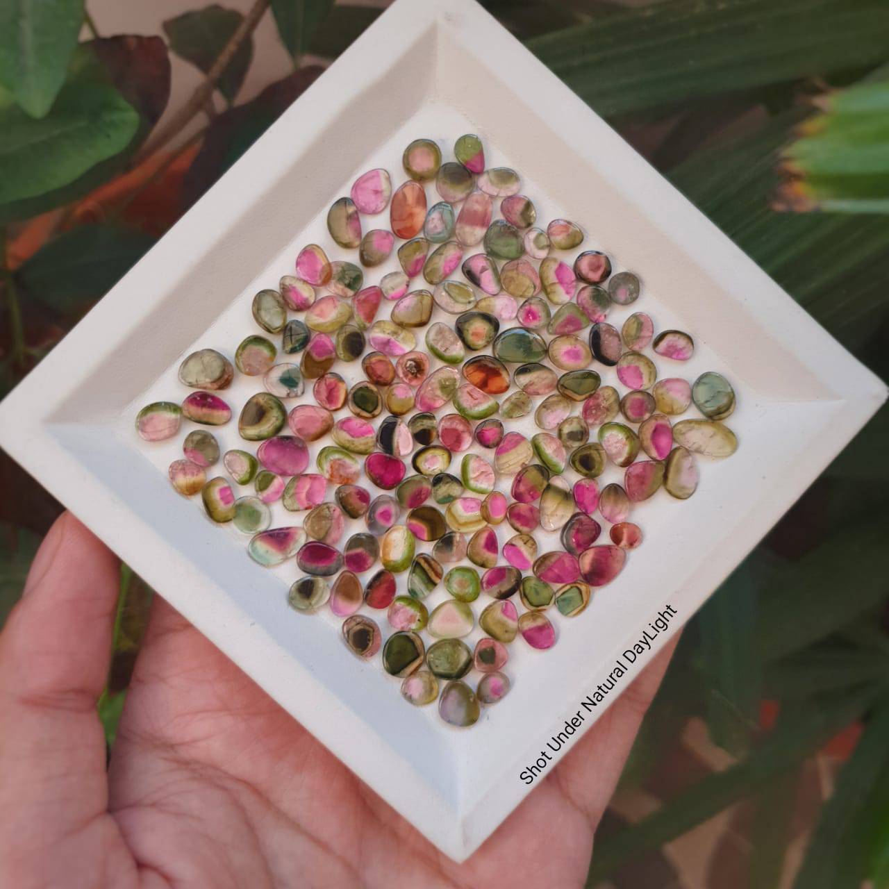 Price Drop🔥 12 Pcs Watermelon Tourmalines Tri/Bi Colour Polished Slices | Flat On both side | Untreated 6-11mm - The LabradoriteKing