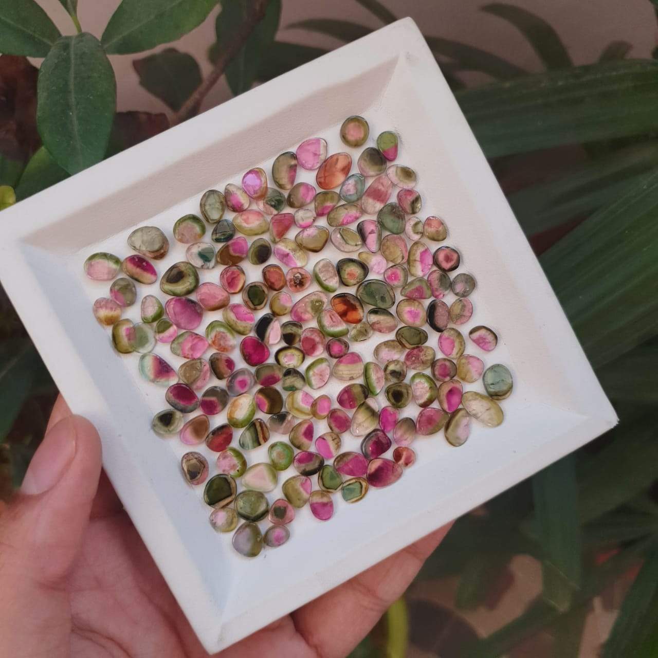 Price Drop🔥 12 Pcs Watermelon Tourmalines Tri/Bi Colour Polished Slices | Flat On both side | Untreated 6-11mm - The LabradoriteKing