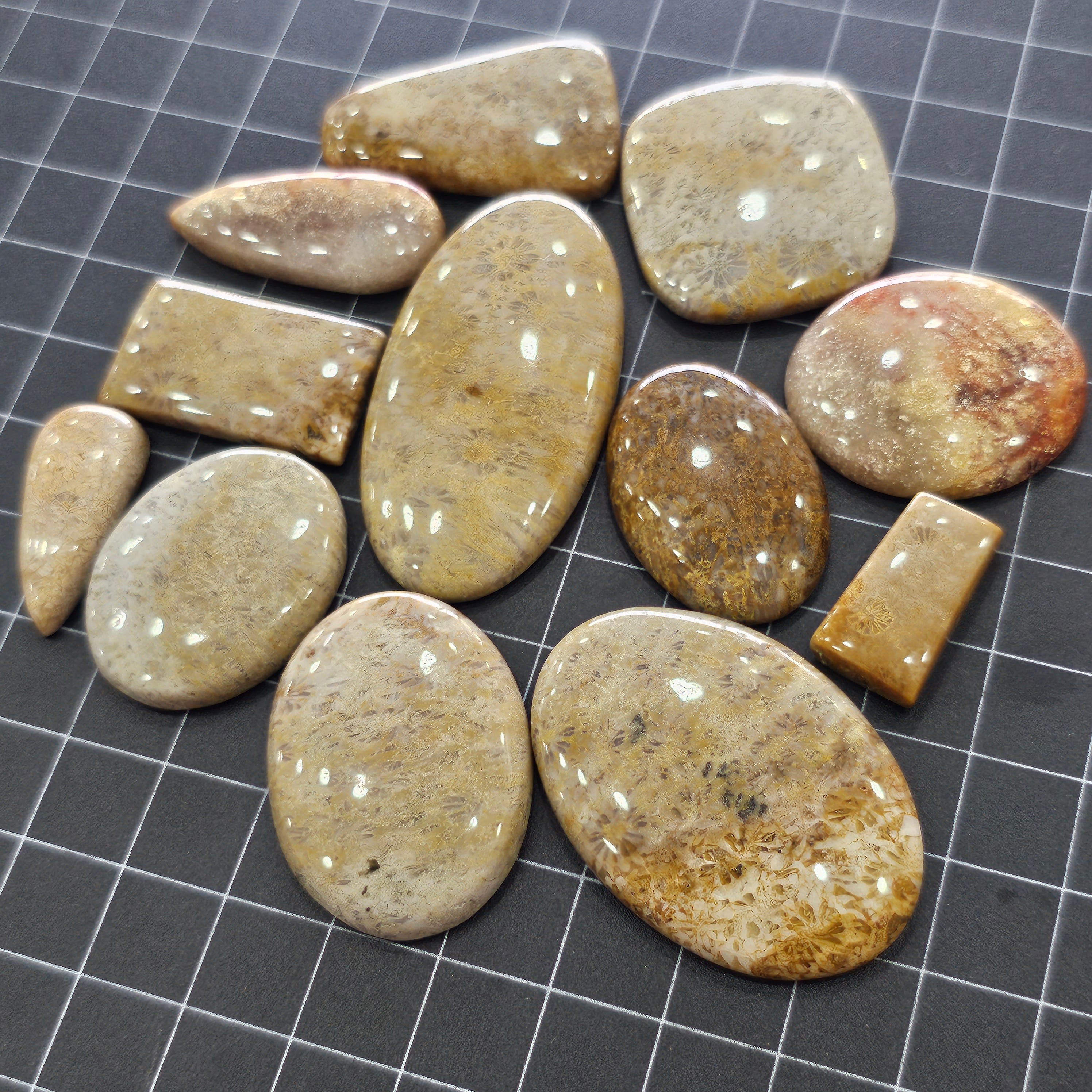 12 Pcs Natural Fossil Jasper Cabochon Gemstone Mix Shape: Size:| 19-46mm - The LabradoriteKing