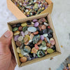 Easter Offer: 100 Pcs mix cabochons | 13mm to 25mm | Limited Box - The LabradoriteKing