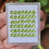 30 Pcs Of Natural Peridot Faceted | Shape: Trillion| Size: 5 mm | Top quality - The LabradoriteKing