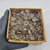 500 Grams Smoky Quartz Tumbled Cabochons | 10–25mm | Mixed Shapes | 450–500 Pcs - The LabradoriteKing