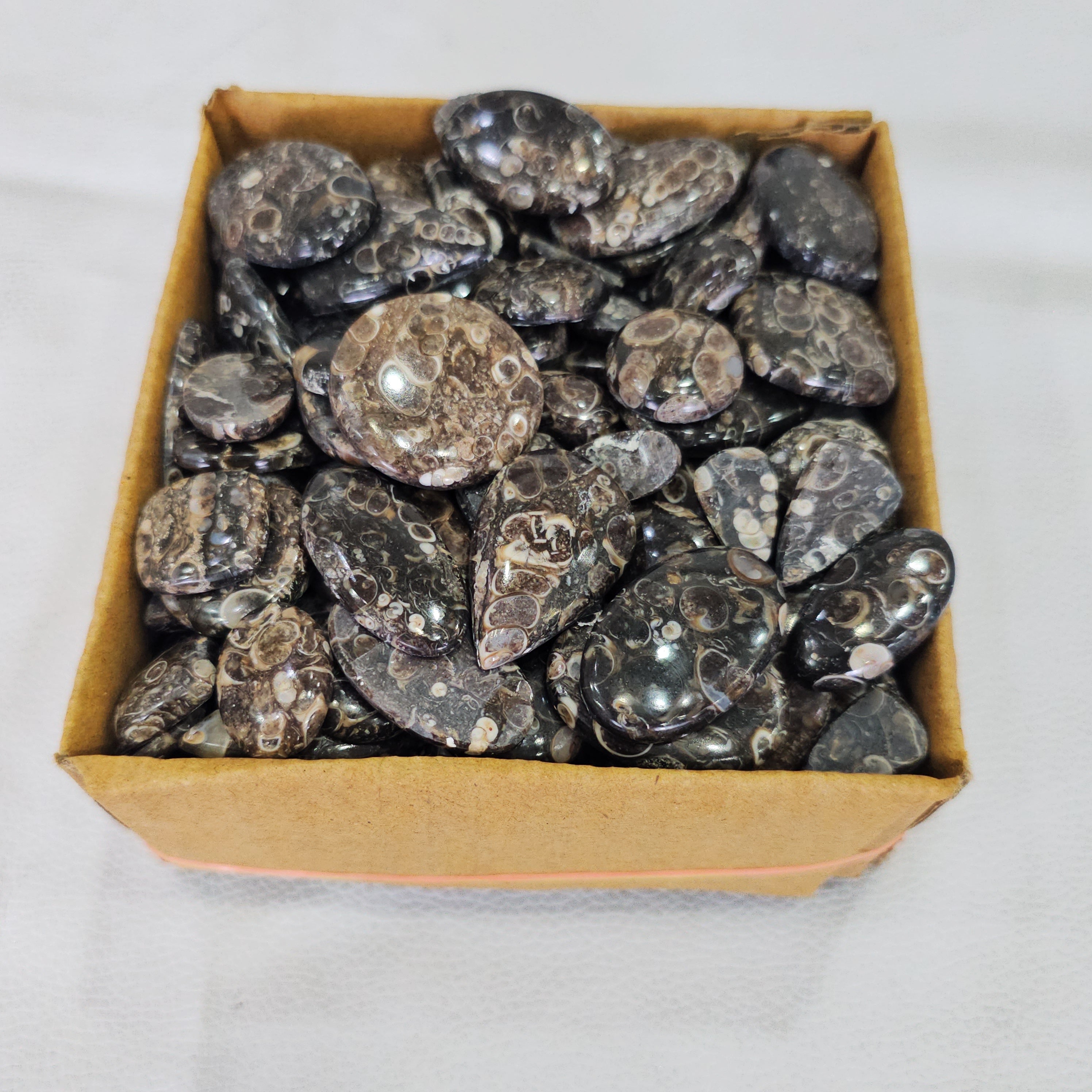 500 Grams of Turrietella Agate | 15–40mm | 90–100 Pcs - The LabradoriteKing