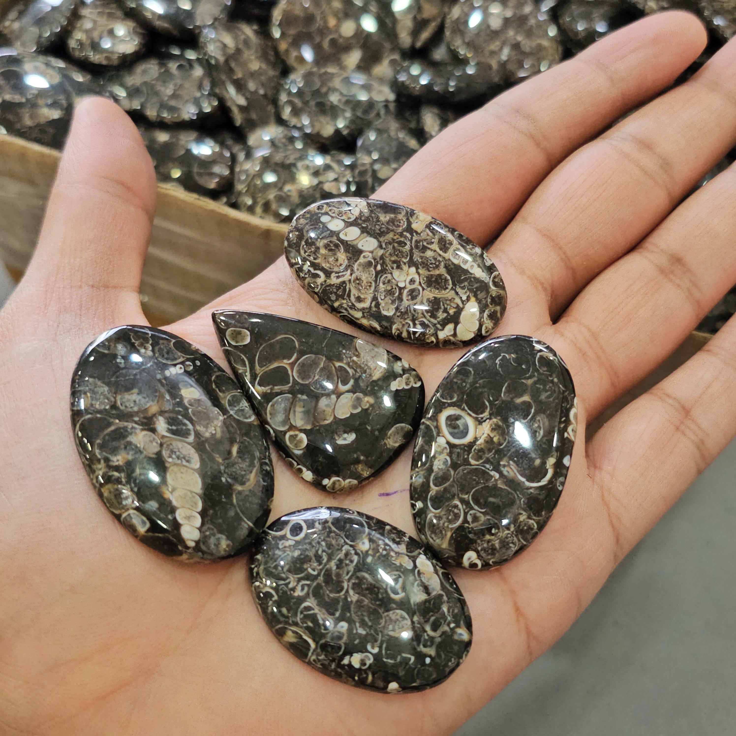 500Gram of Turritella Jasper Cabochons | 60-70 Pcs |23-45mm - The LabradoriteKing