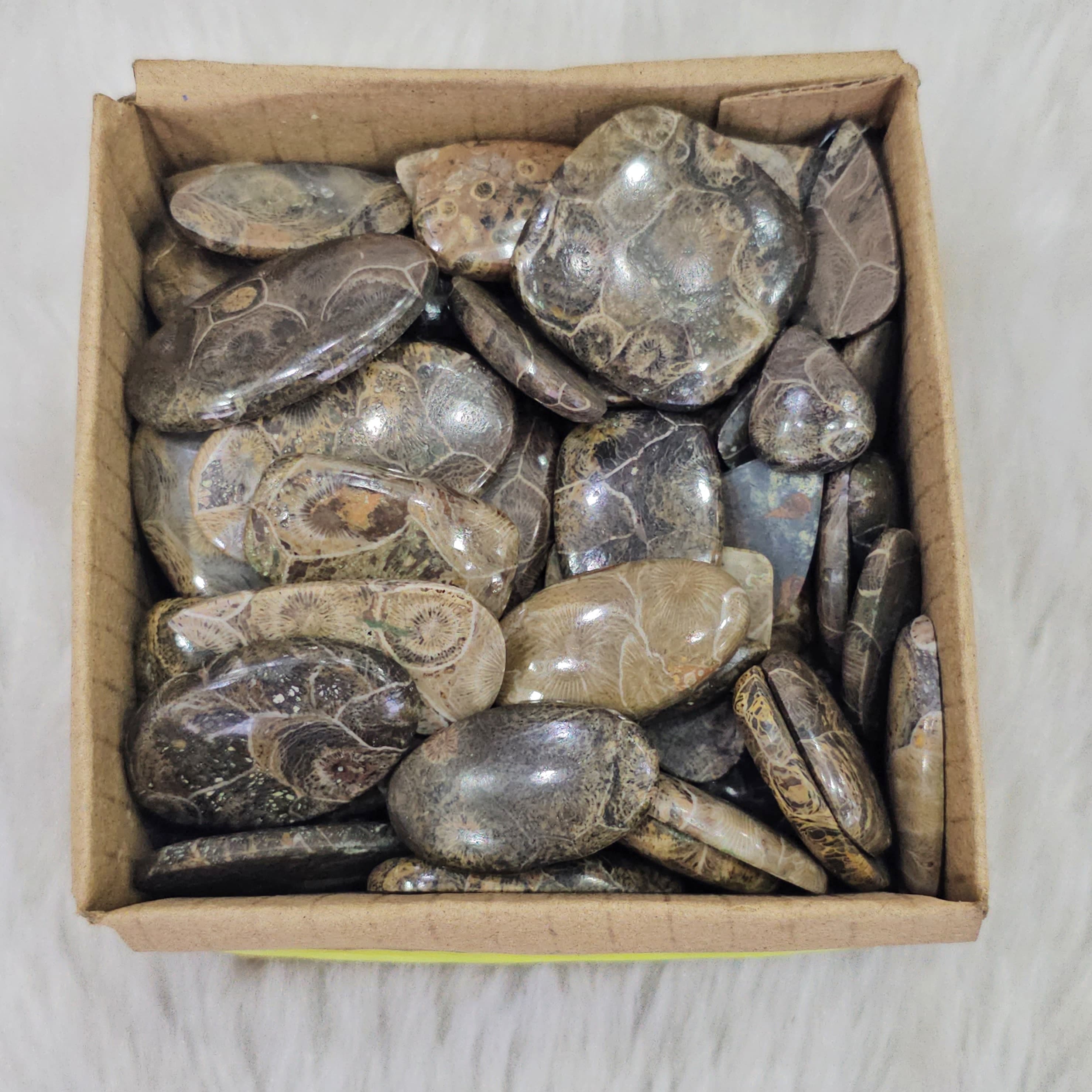 500 Grams FossilJasper | 1"-3" Inches  | 40-50 Pcs approx