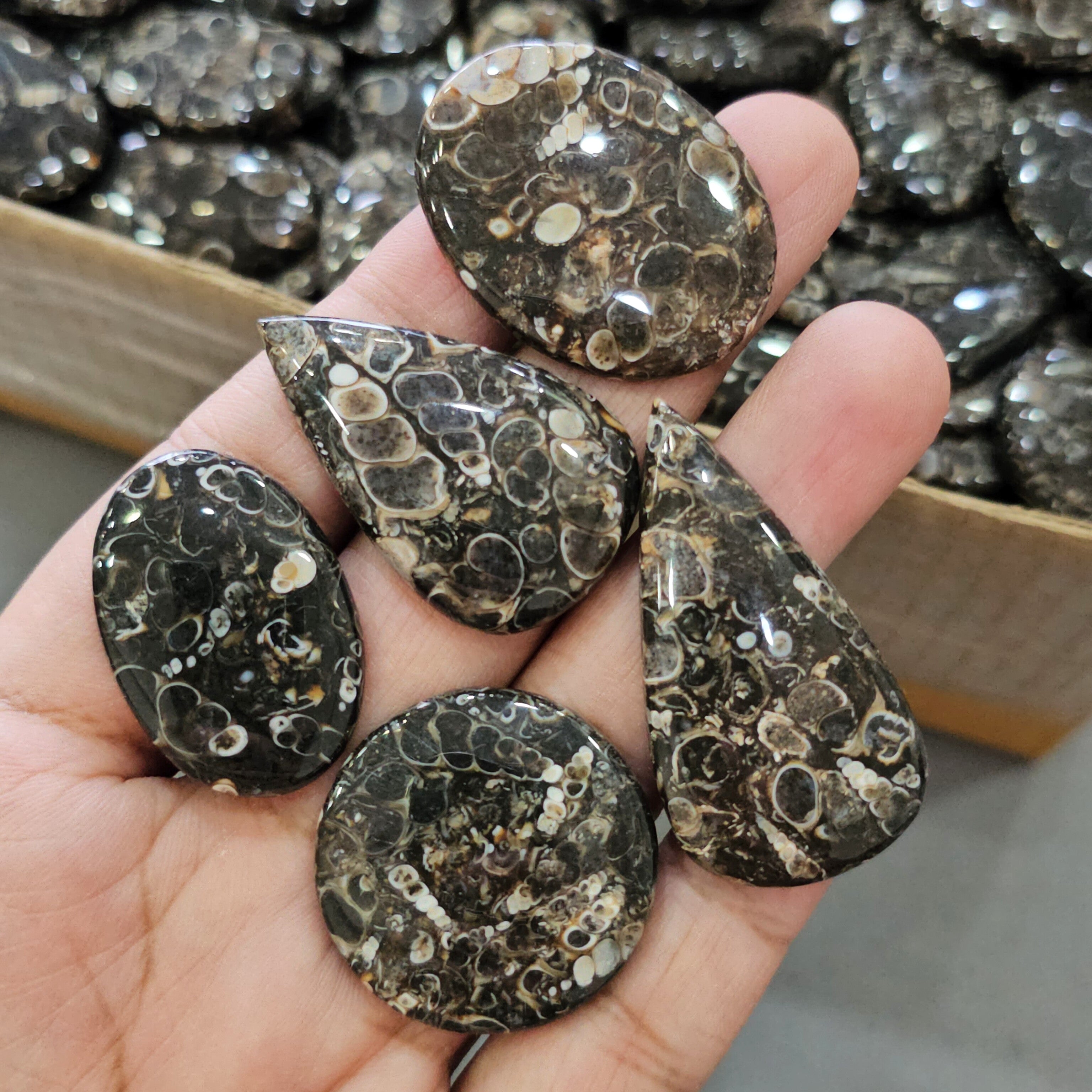 500Gram of Turritella Jasper Cabochons | 60-70 Pcs |23-45mm - The LabradoriteKing