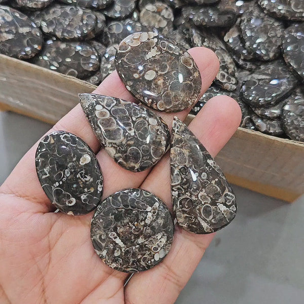 500Gram of Turritella Jasper Cabochons | 60-70 Pcs | 25-40mm