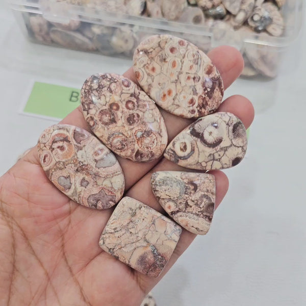 100 Grams Natural Bird Eye Jasper Gemstones | 15–20 Pcs | 15–45mm | Unique Pattern Stones
