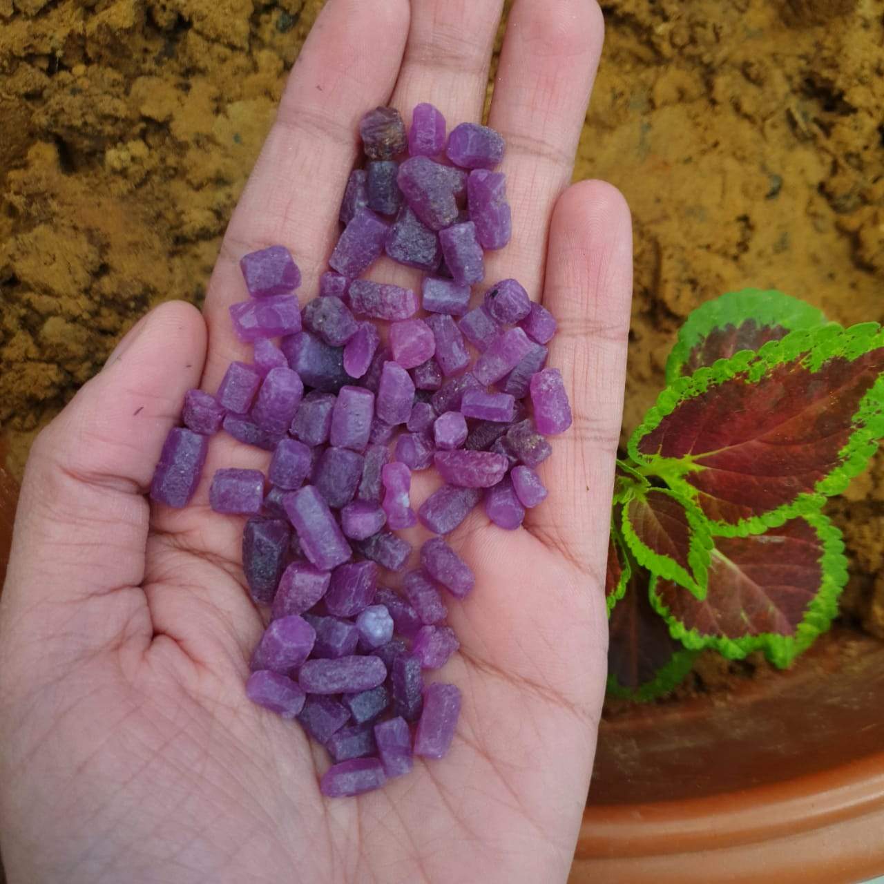 25 Pcs Natural Ruby Mineral | Untreated Old South African Mined | 7-12mm - The LabradoriteKing