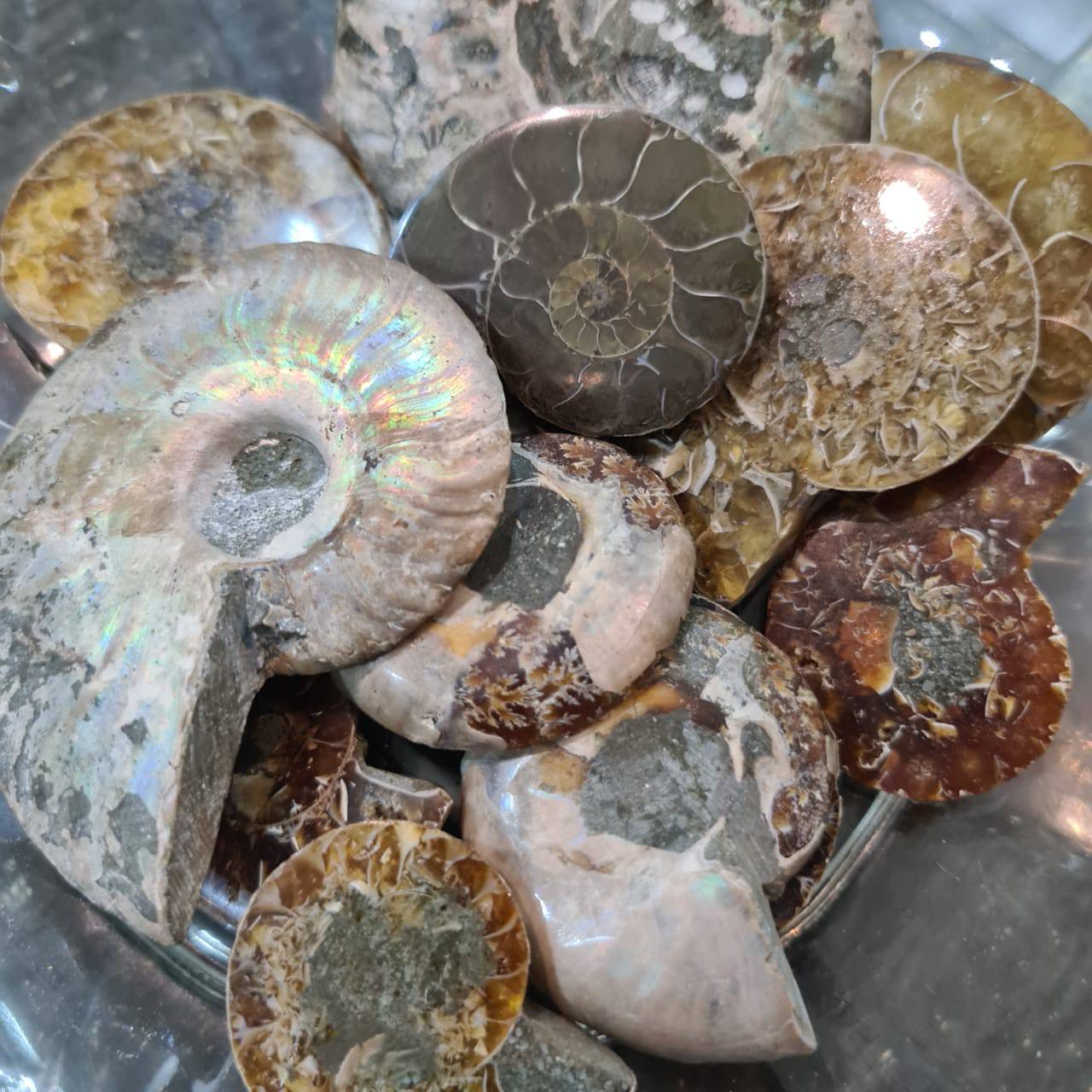 3 Pairs of Ammonite Fossil Pair | 35-50mm Sizes - The LabradoriteKing