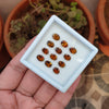 SALE🔥 12 Pcs Natural Brown Tourmaline Feceted Gemstones | Oval Shape, Sizes: 7x5mm - The LabradoriteKing